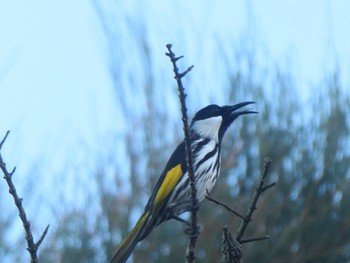 White-cheeked Honeyeater Putty Beach, Killcare, NSW, Australia Sun, 6/18/2023