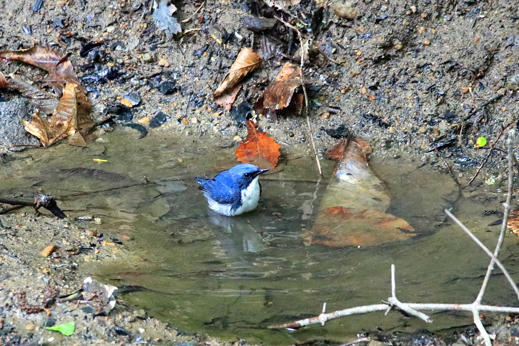 Siberian Blue Robin