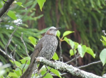 ヒヨドリ 大覚寺大沢池 2023年6月20日(火)