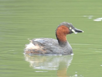 Tue, 6/20/2023 Birding report at 大覚寺大沢池