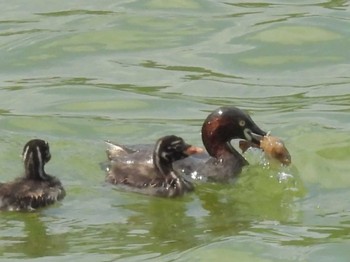 2023年6月20日(火) 嵯峨野広沢池の野鳥観察記録