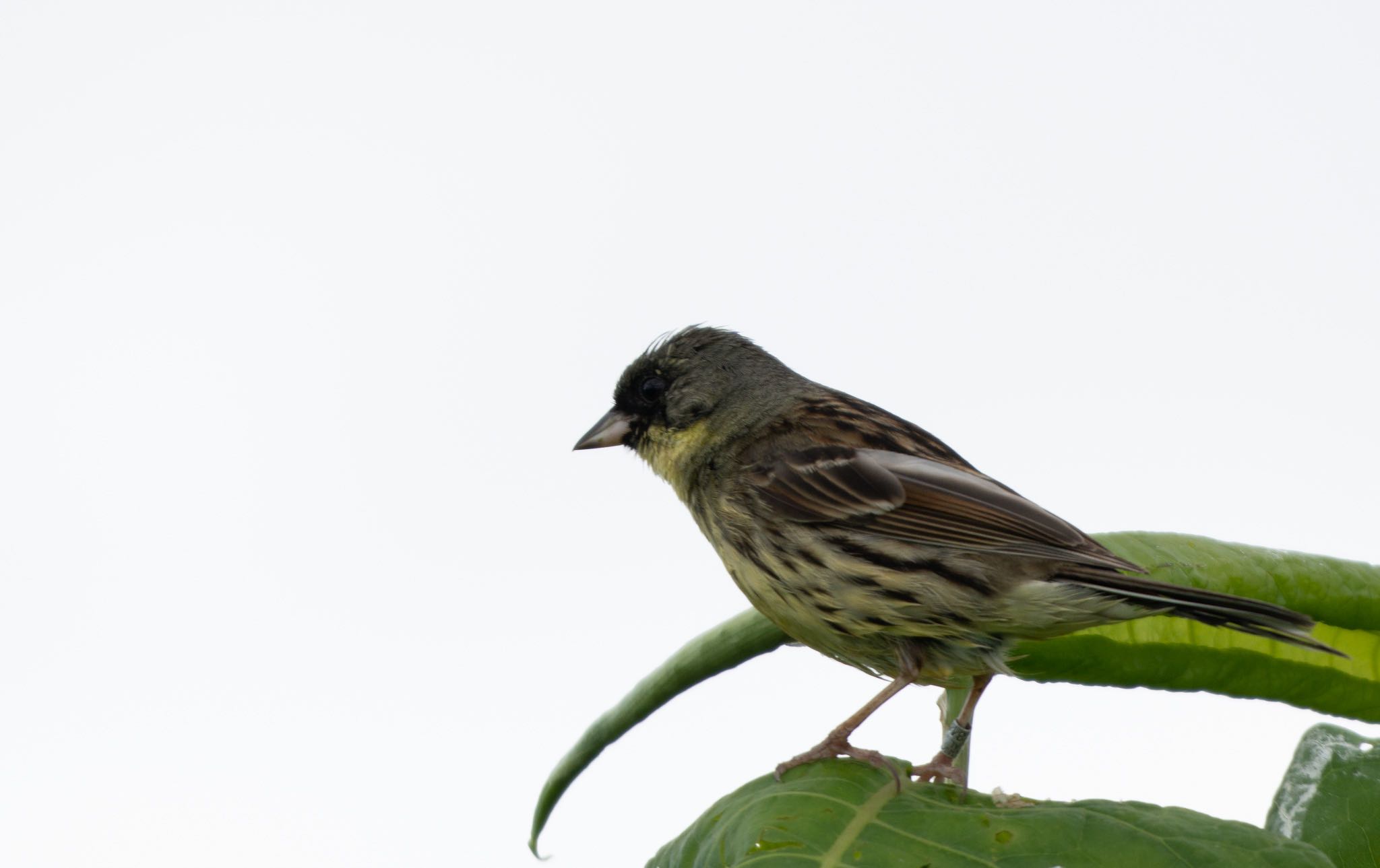 Photo of Masked Bunting at 宮島沼 by マルCU