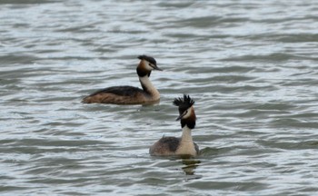 Great Crested Grebe 宮島沼 Sun, 6/18/2023