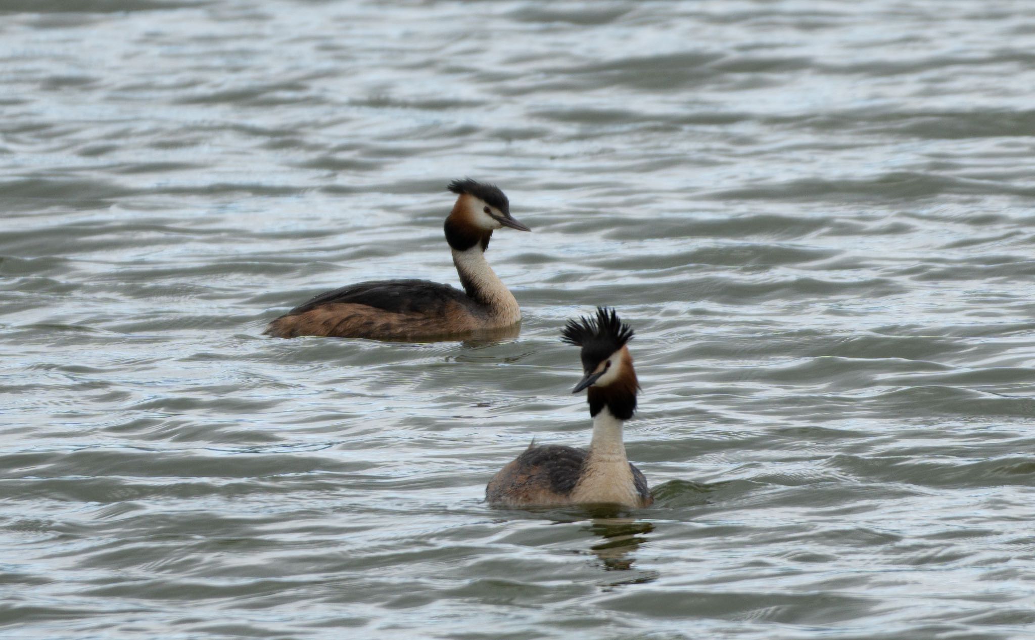 Photo of Great Crested Grebe at 宮島沼 by マルCU