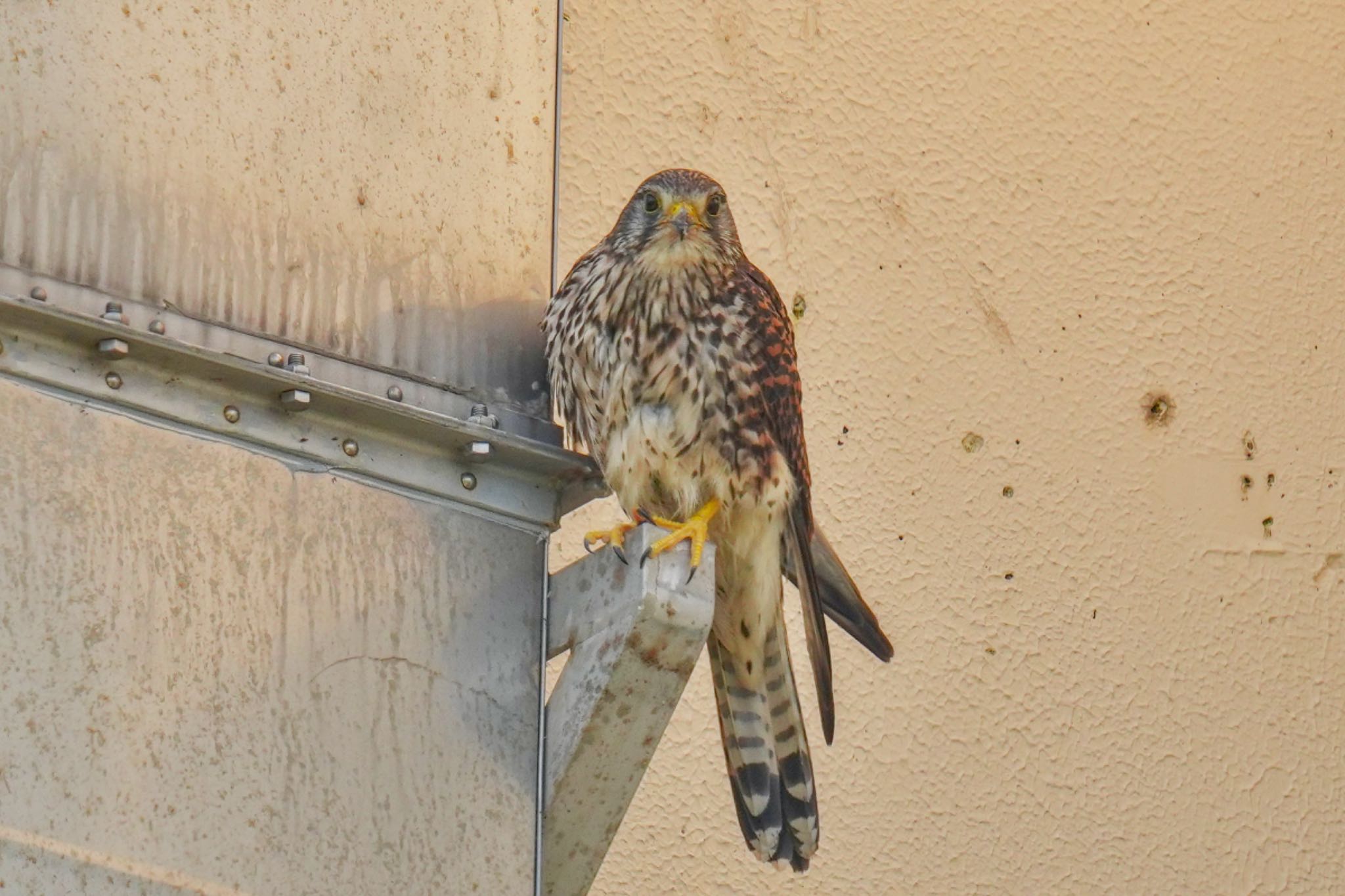 Common Kestrel