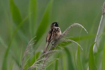 Ochre-rumped Bunting Tonegawa Kojurin Park Tue, 6/20/2023