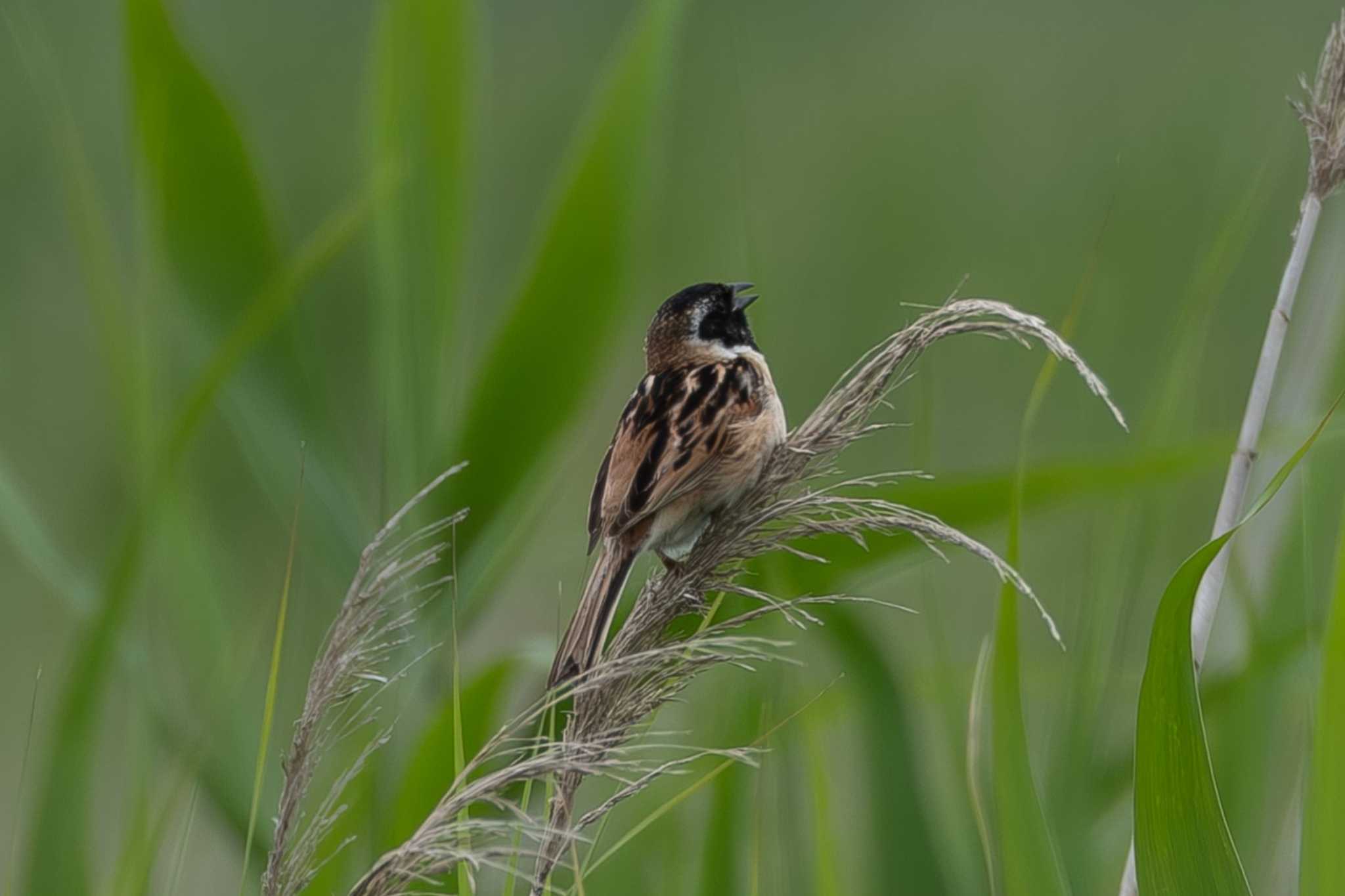 Ochre-rumped Bunting