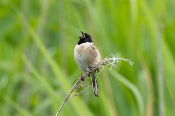 2023年6月20日(火) 利根川コジュリンこうえんの野鳥観察記録