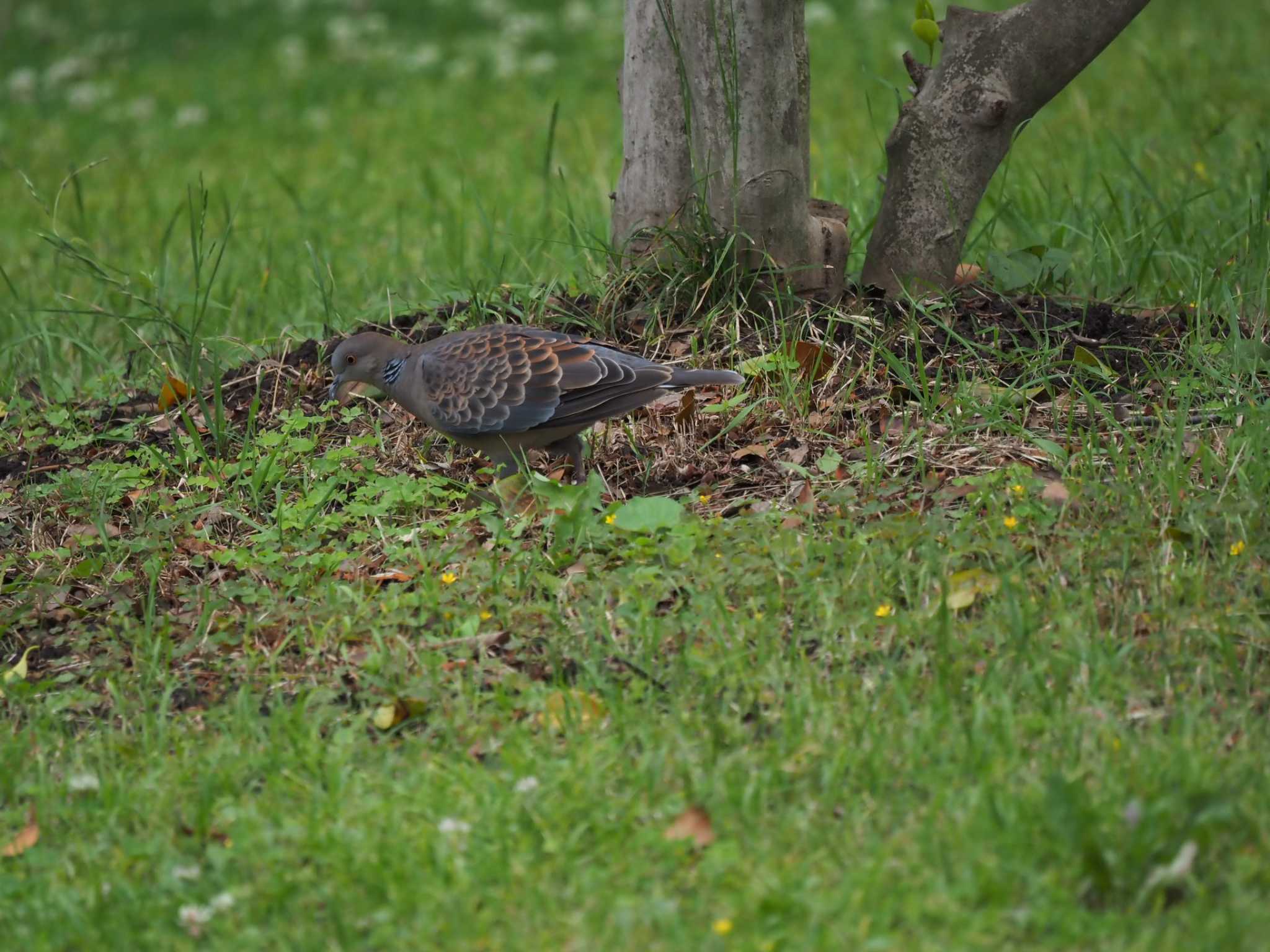 Photo of Oriental Turtle Dove at 近くの公園 by zunox