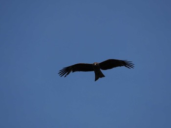 Black Kite 多摩川 Sat, 5/27/2023