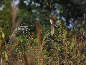 Bull-headed Shrike 霞川 Sun, 10/23/2022