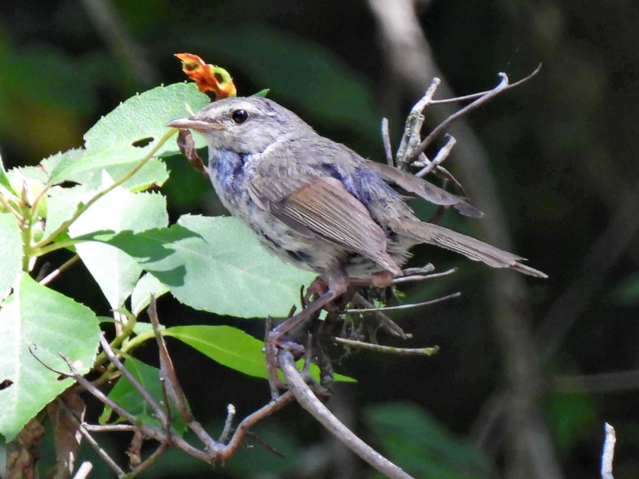 日本ラインうぬまの森 ウグイスの写真 by 寅次郎