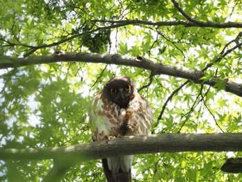 Sun, 6/18/2023 Birding report at 東京都