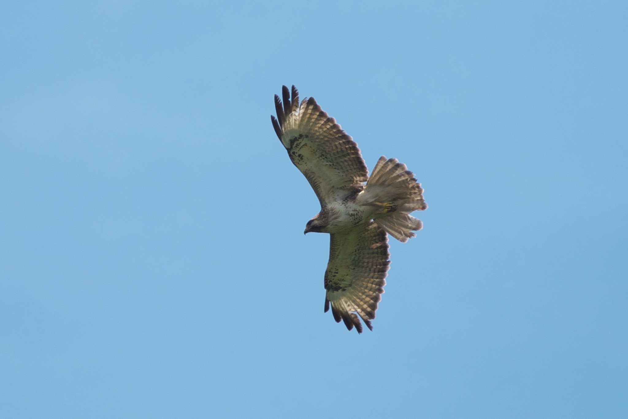 Photo of Eastern Buzzard at 八ヶ岳ふれあい公園 by Y. Watanabe