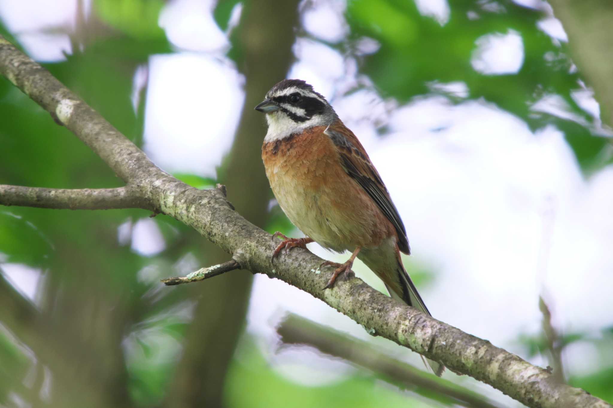 Meadow Bunting