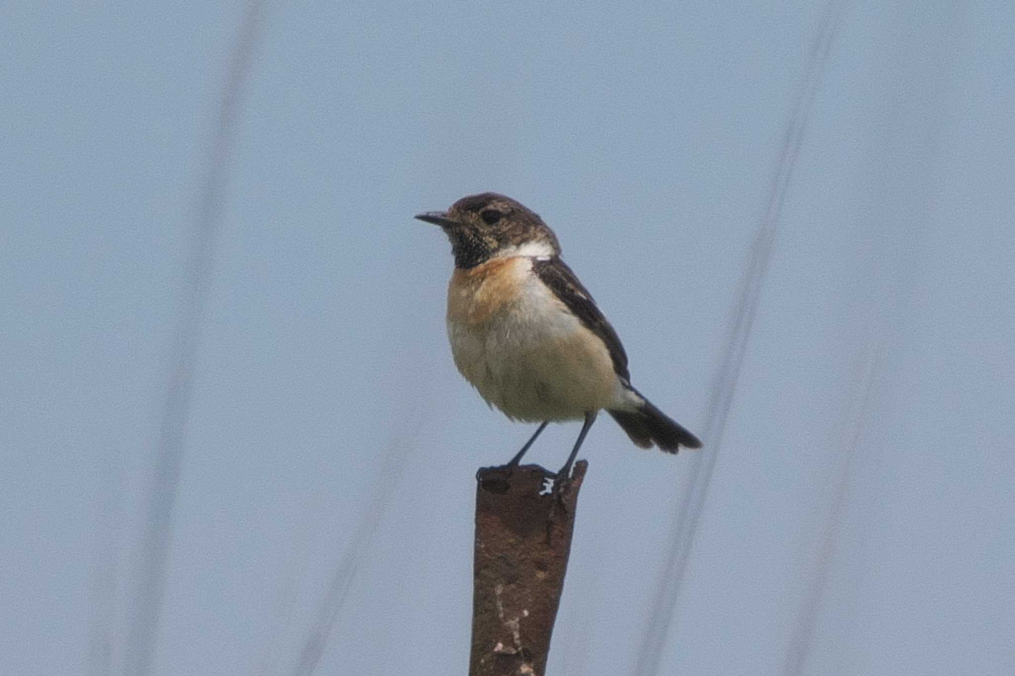 Amur Stonechat