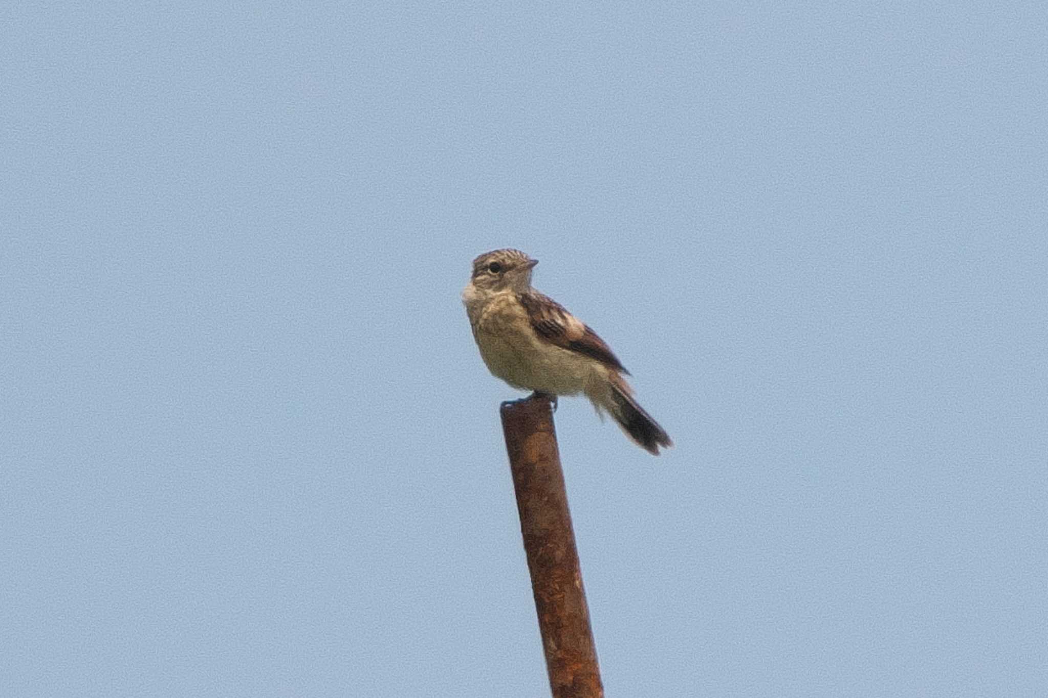 Amur Stonechat