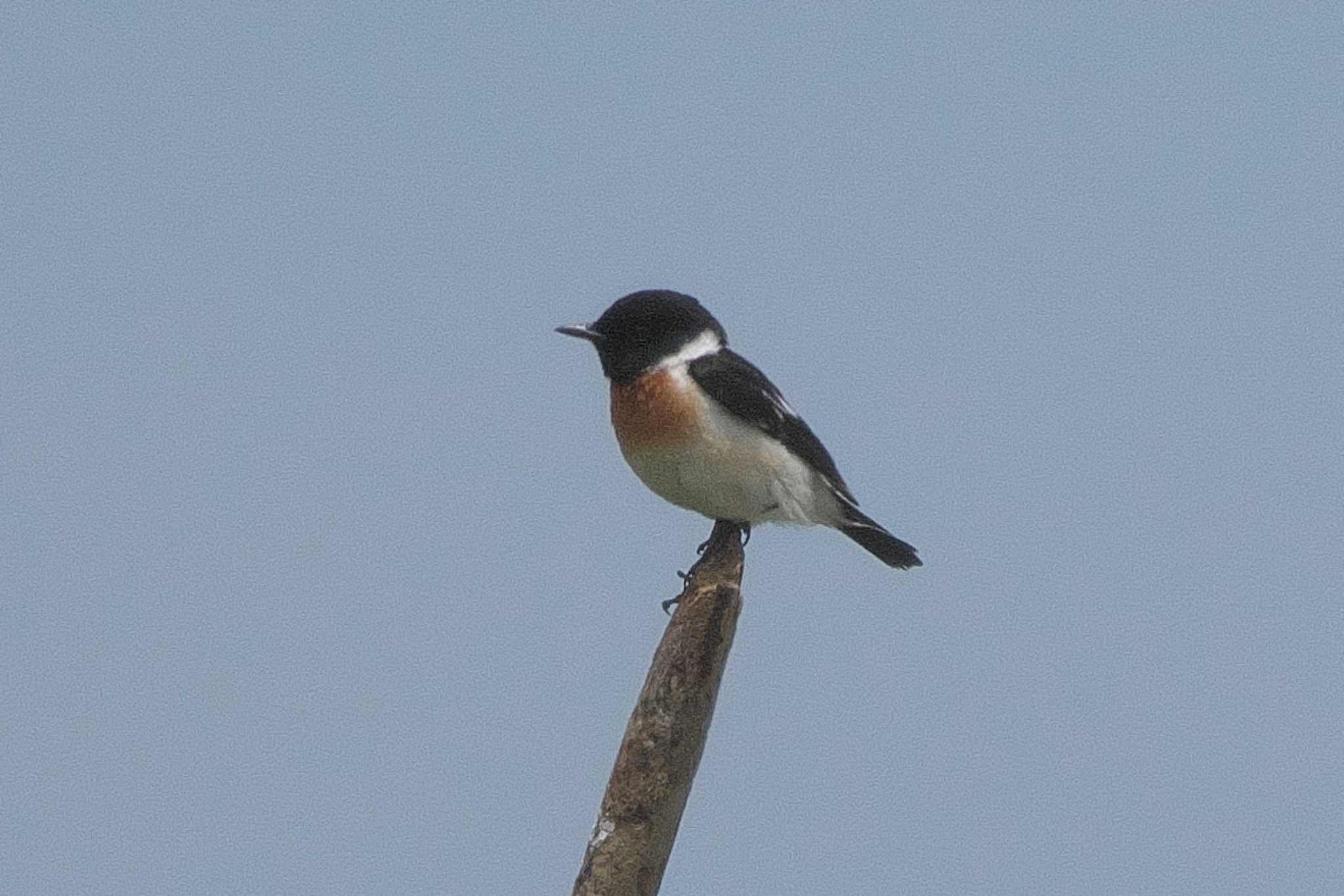 Amur Stonechat