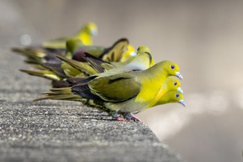 White-bellied Green Pigeon Unknown Spots Tue, 6/20/2023