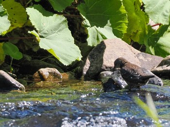 2023年6月20日(火) 福井緑地(札幌市西区)の野鳥観察記録