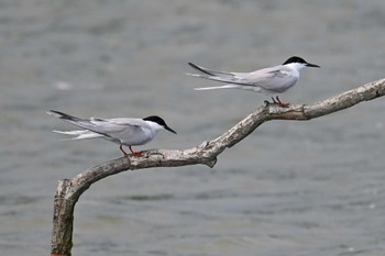 Common Tern Isanuma Fri, 6/16/2023