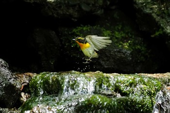 キビタキ 大洞の水場 2023年6月4日(日)