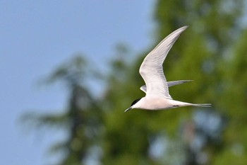 アジサシ 伊佐沼 2023年6月16日(金)