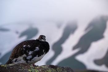 Rock Ptarmigan Murododaira Fri, 6/16/2023