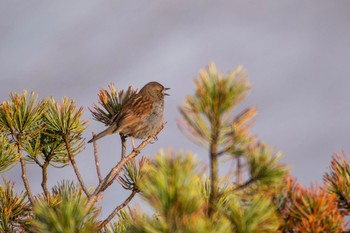 Japanese Accentor Murododaira Fri, 6/16/2023