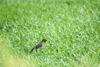 Javan Myna 中正紀念堂 Tue, 5/30/2023