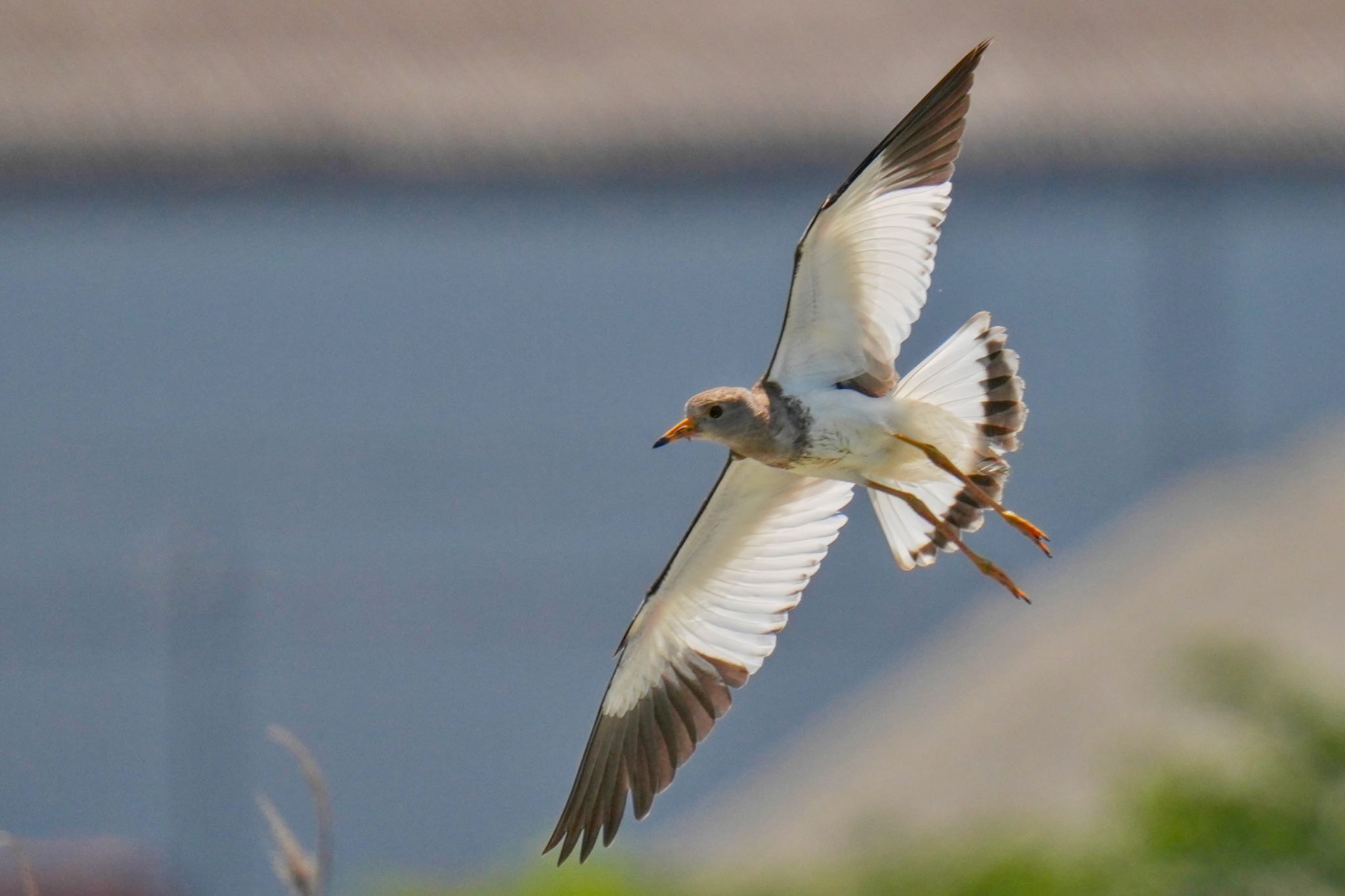 Grey-headed Lapwing