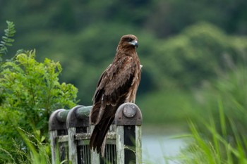 Black Kite Tonegawa Kojurin Park Tue, 6/20/2023