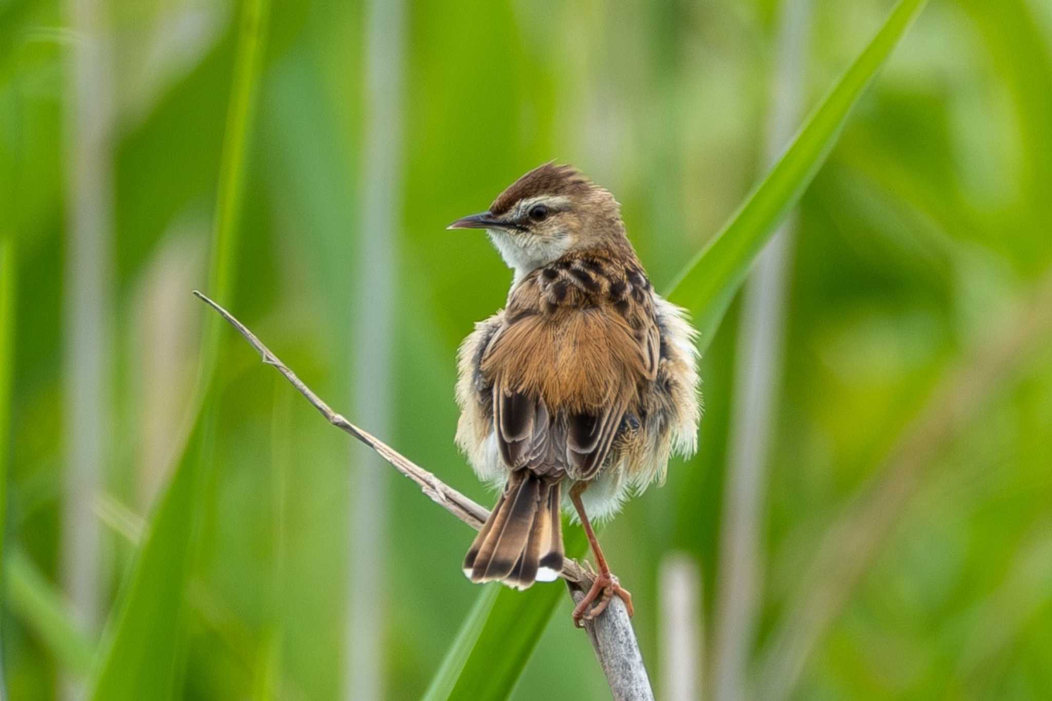 Zitting Cisticola