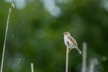 Zitting Cisticola Tonegawa Kojurin Park Tue, 6/20/2023