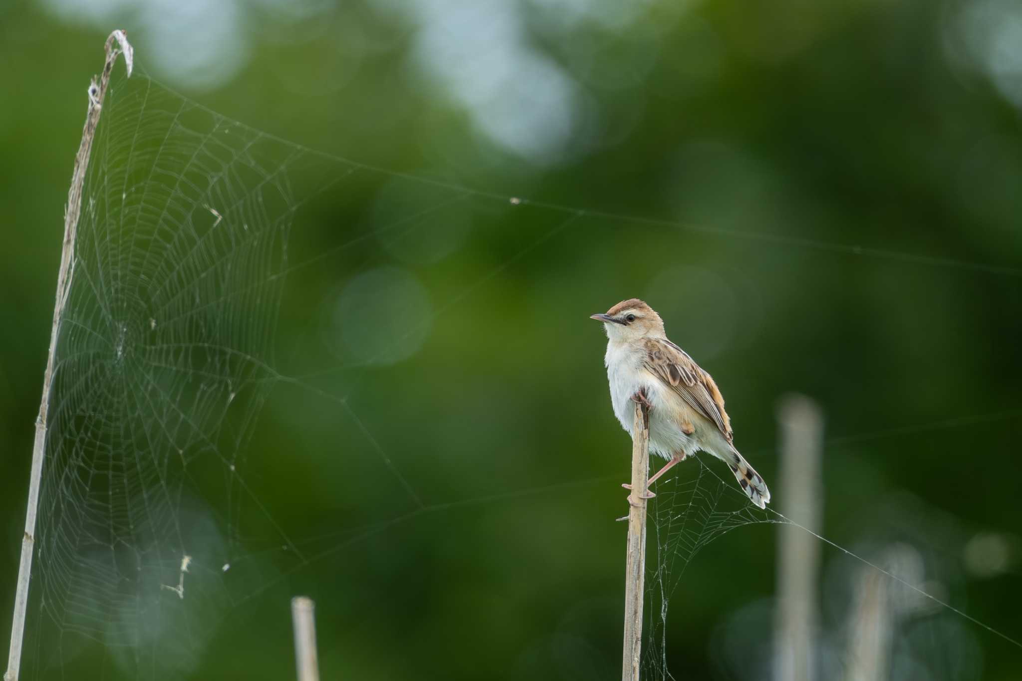 Zitting Cisticola