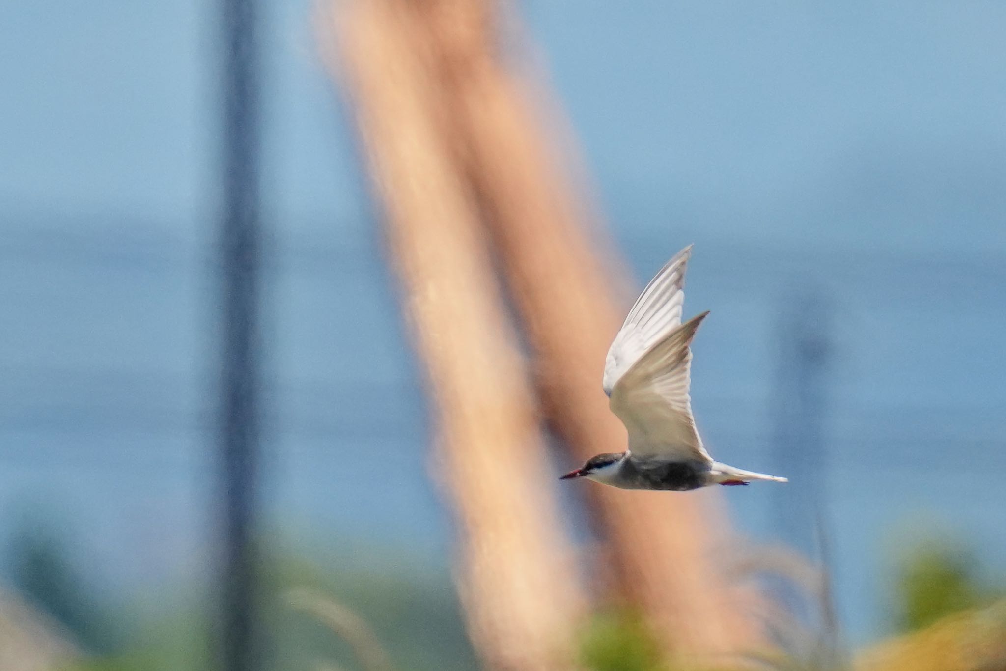 Photo of Whiskered Tern at 浮島ヶ原自然公園 by アポちん