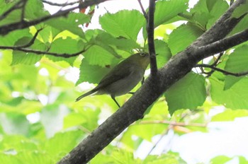 メジロ 伊吹山 2023年6月20日(火)