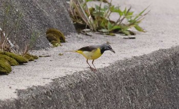 キセキレイ 伊吹山 2023年6月20日(火)