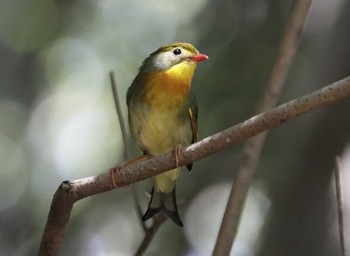 ソウシチョウ 和歌山市 2023年6月19日(月)