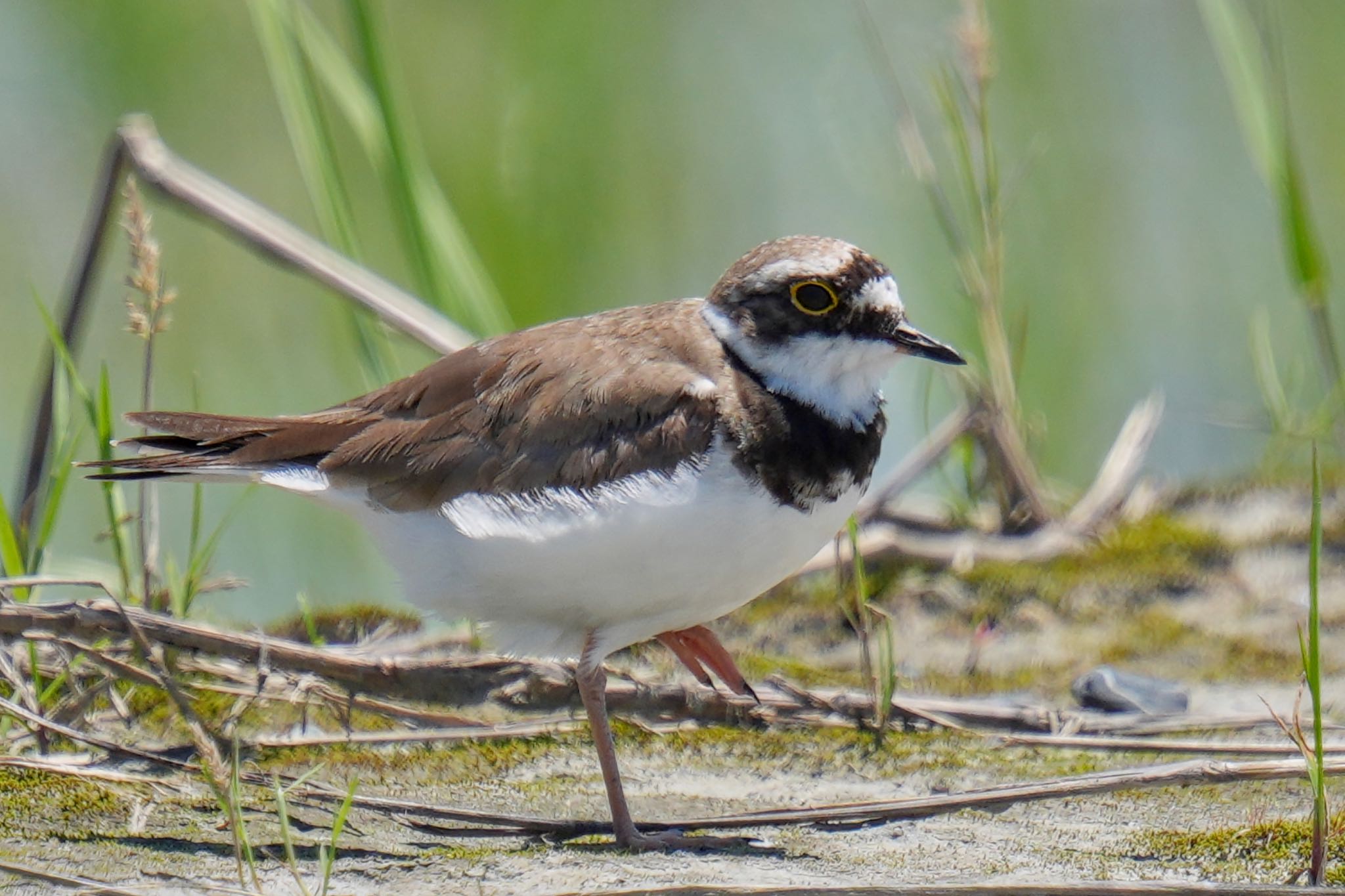 Little Ringed Plover