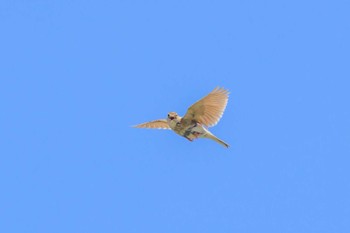 Eurasian Skylark 皿池(明石市大久保町) Sat, 6/3/2023