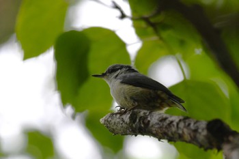 Eurasian Nuthatch Togakushi Forest Botanical Garden Sun, 6/18/2023