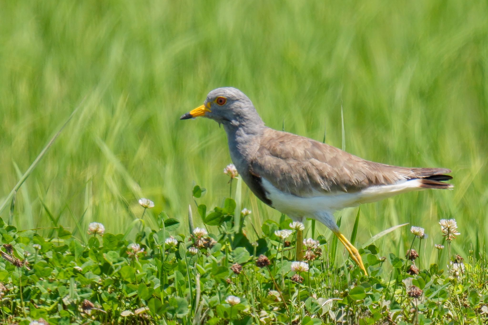 Grey-headed Lapwing