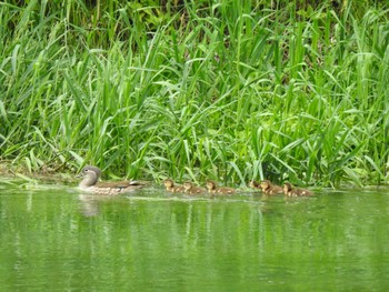 Sat, 6/10/2023 Birding report at 帯広市 帯広川