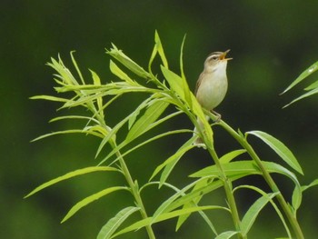 Black-browed Reed Warbler 帯広市 帯広川 Sat, 6/10/2023
