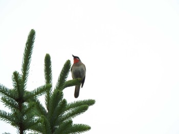 Siberian Rubythroat 帯広市 帯広川 Sat, 6/10/2023