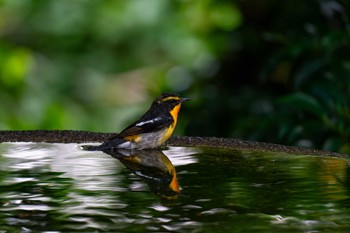 Narcissus Flycatcher 権現山(弘法山公園) Wed, 6/21/2023