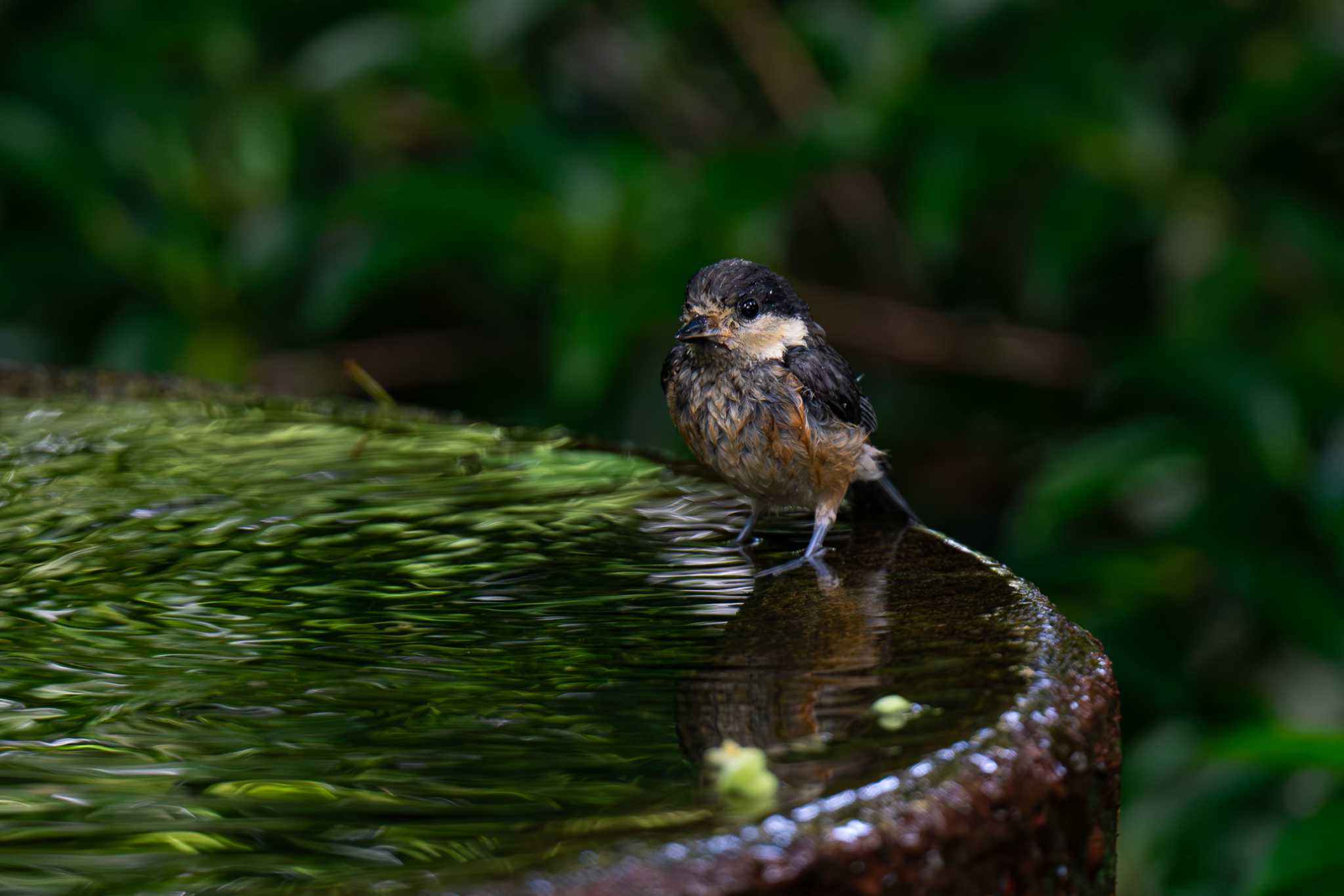 Photo of Varied Tit at 権現山(弘法山公園) by Tosh@Bird