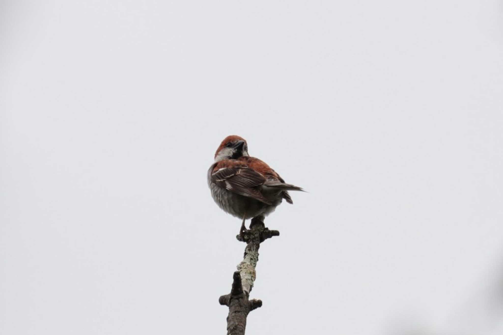 Russet Sparrow