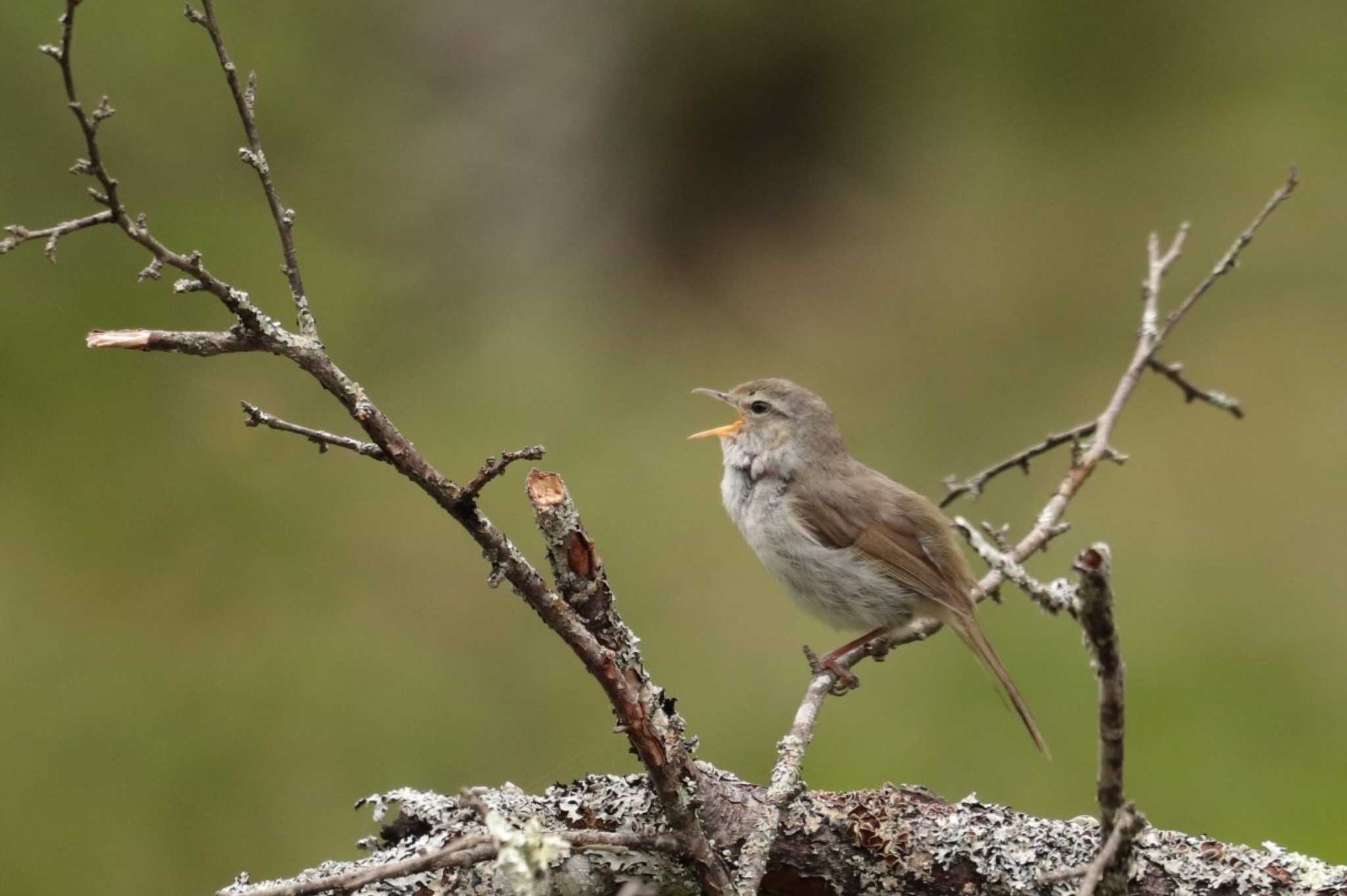 Japanese Bush Warbler